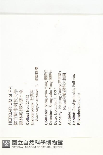 錫蘭橄欖、鋸葉杜英藏品圖，第2張