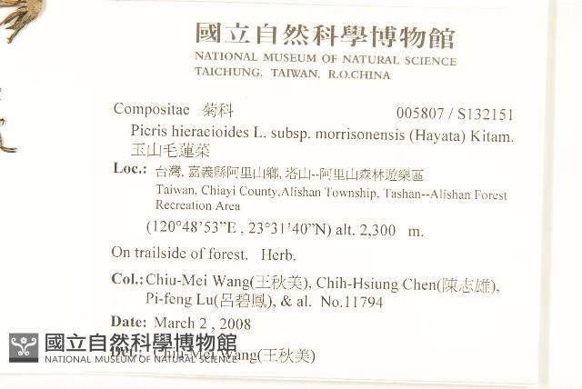 玉山毛蓮菜藏品圖，第2張