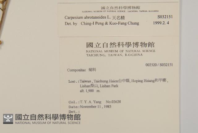 天名精藏品圖，第2張