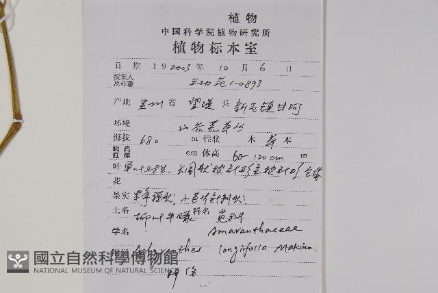 柳葉牛膝藏品圖，第2張