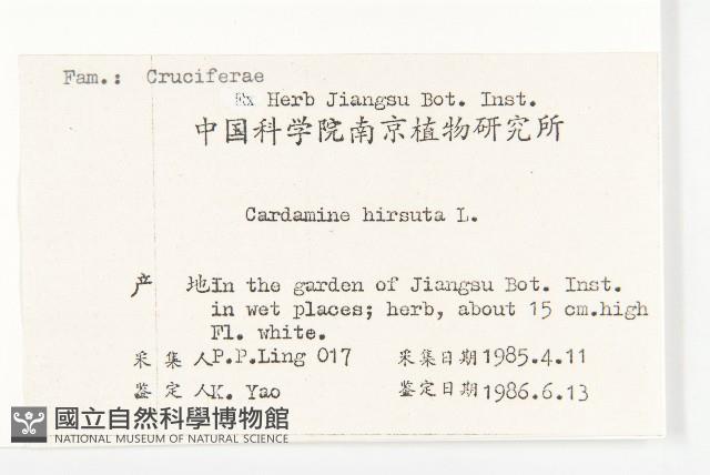 碎米薺藏品圖，第2張