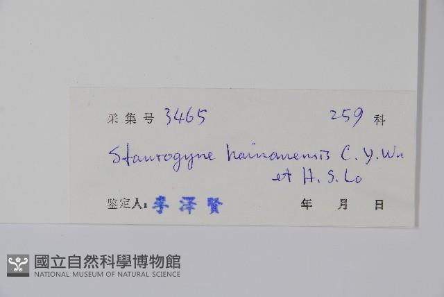 海南叉柱花藏品圖，第2張