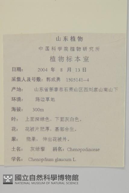 灰綠藜藏品圖，第2張