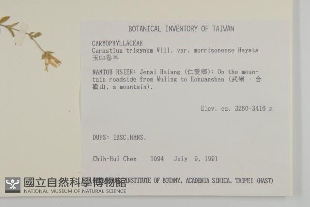 玉山卷耳藏品圖，第2張