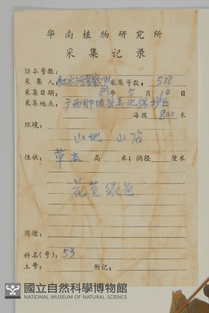 荷蓮豆藏品圖，第2張