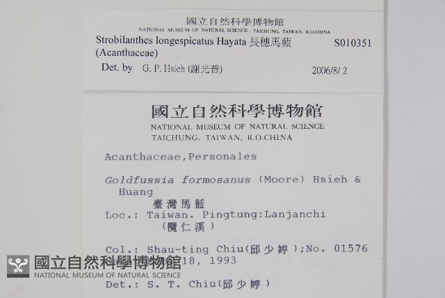 長穗馬藍藏品圖，第2張