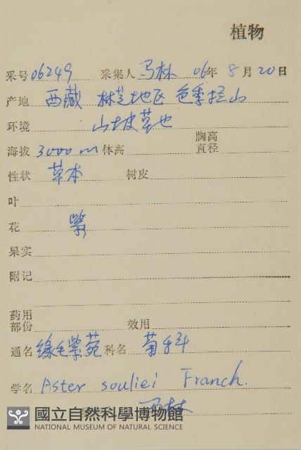 緣毛紫菀藏品圖，第2張