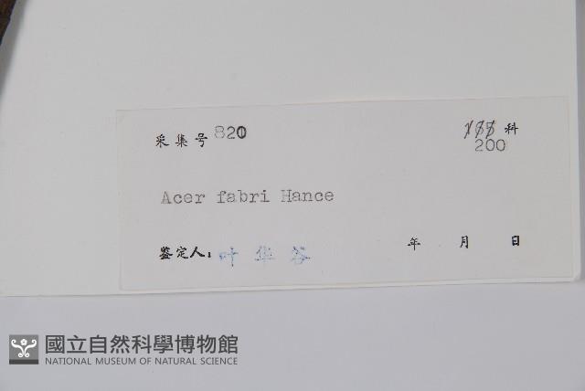 紅翅槭藏品圖，第2張