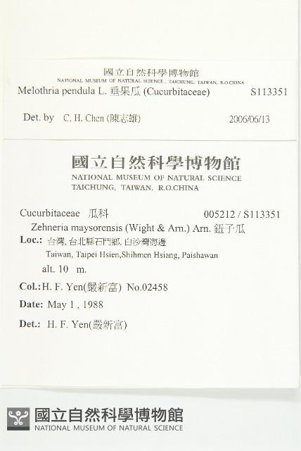 垂果瓜藏品圖，第2張