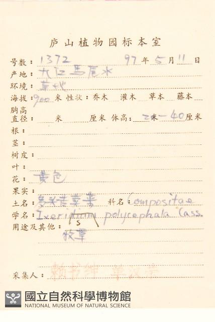 多頭苦菜、野剪刀股藏品圖，第2張