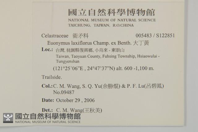 大丁黃藏品圖，第2張