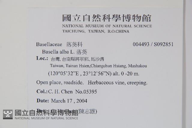 落葵藏品圖，第2張