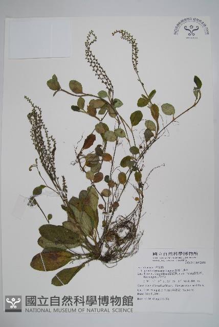 臺灣附地草藏品圖，第1張