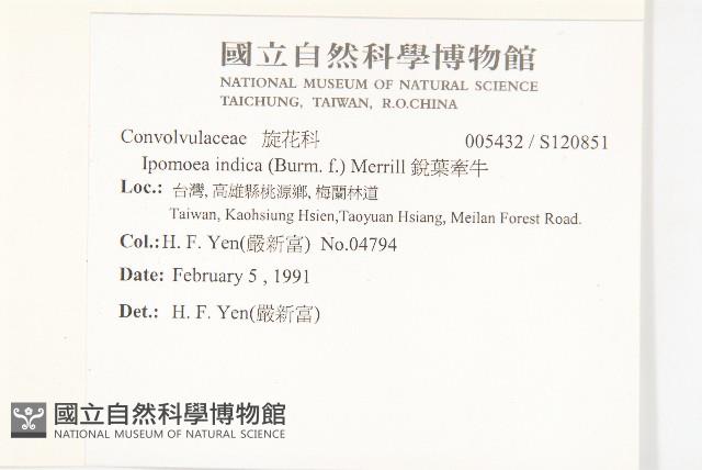 銳葉牽牛藏品圖，第2張