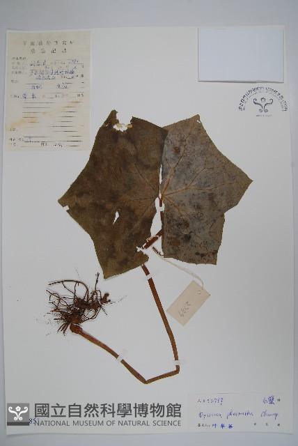 八角蓮藏品圖，第1張