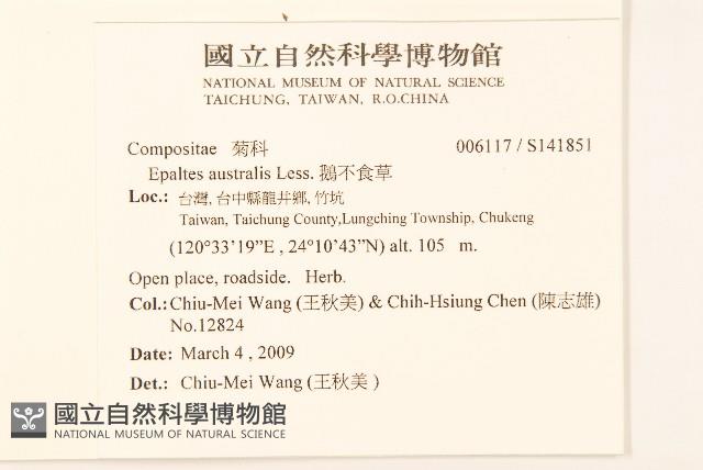 鵝不食草藏品圖，第2張