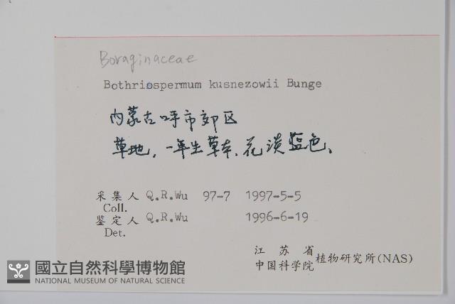 狹苞斑種草藏品圖，第2張