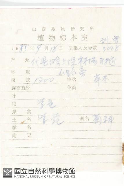 阿爾泰狗哇花藏品圖，第2張