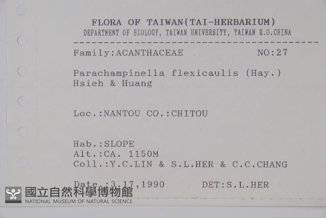 曲莖馬藍藏品圖，第2張