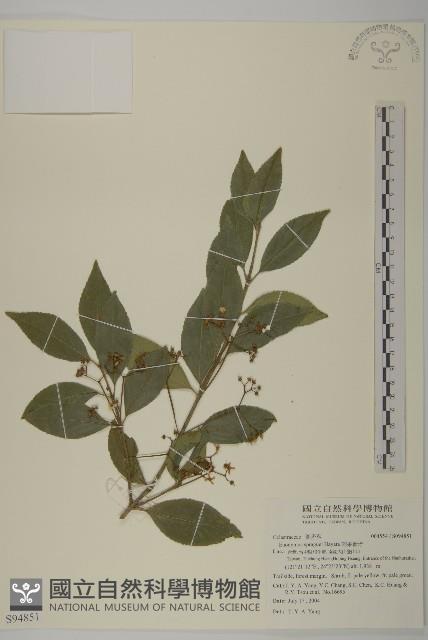 刺果衛矛藏品圖，第1張