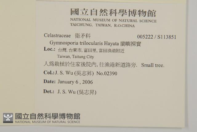 蘭嶼裸實藏品圖，第2張