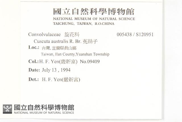 菟絲子藏品圖，第2張