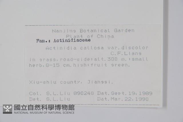 異色獼猴桃藏品圖，第2張