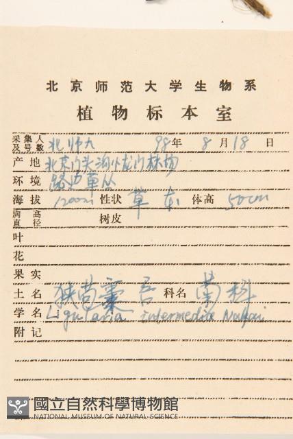 戟葉橐吾藏品圖，第2張