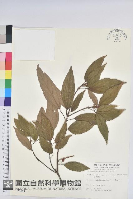 粗糠柴藏品圖，第1張