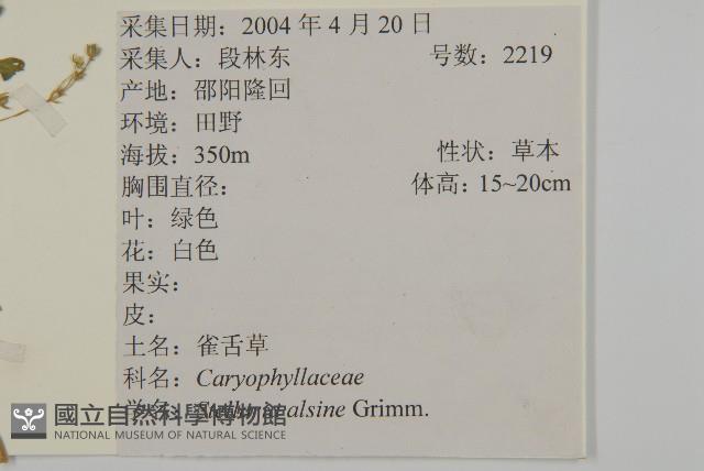 雀舌草藏品圖，第2張