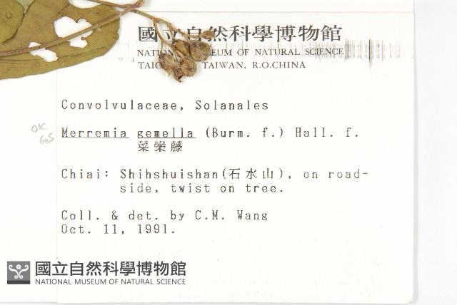 菜欒藤藏品圖，第2張