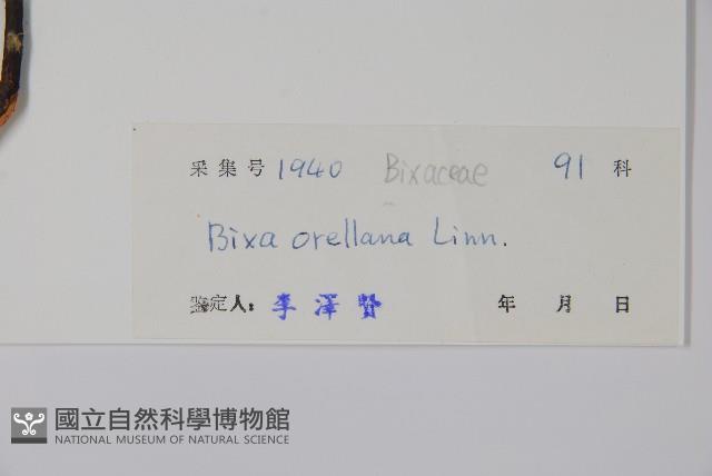 臙脂樹藏品圖，第2張