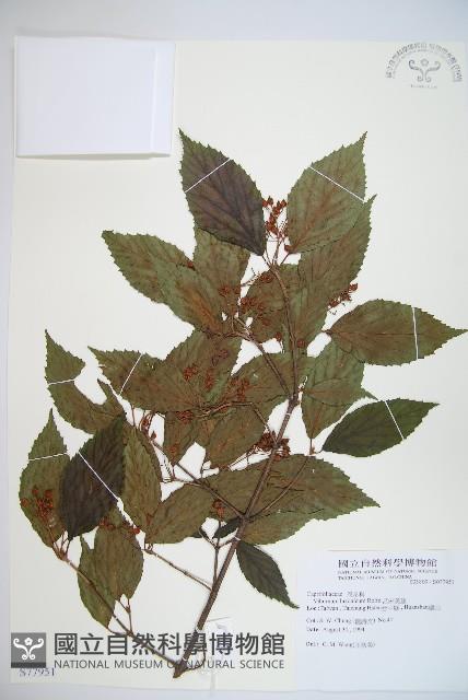 呂宋莢迷藏品圖，第1張