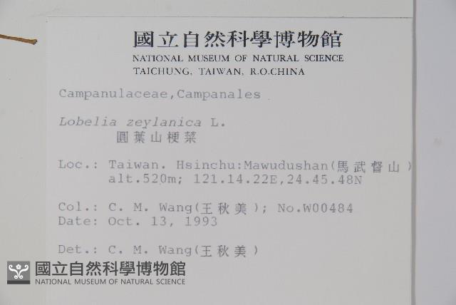 圓葉山梗菜藏品圖，第2張