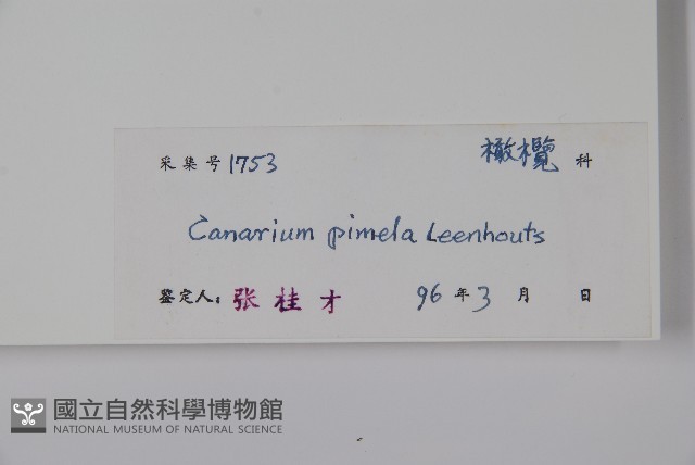 烏欖藏品圖，第2張