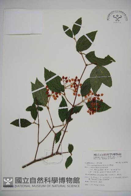 呂宋莢迷藏品圖，第1張