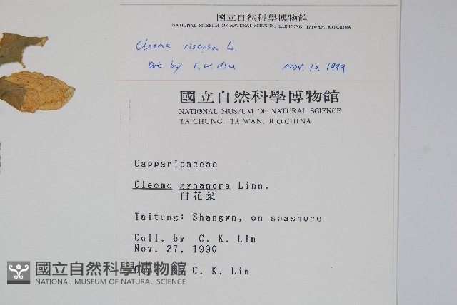 向天黃藏品圖，第2張