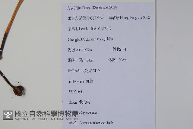 秋海棠藏品圖，第2張