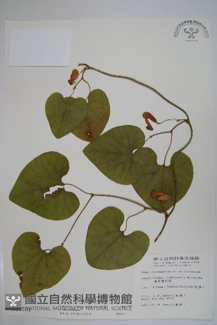 大葉馬兜鈴藏品圖，第1張