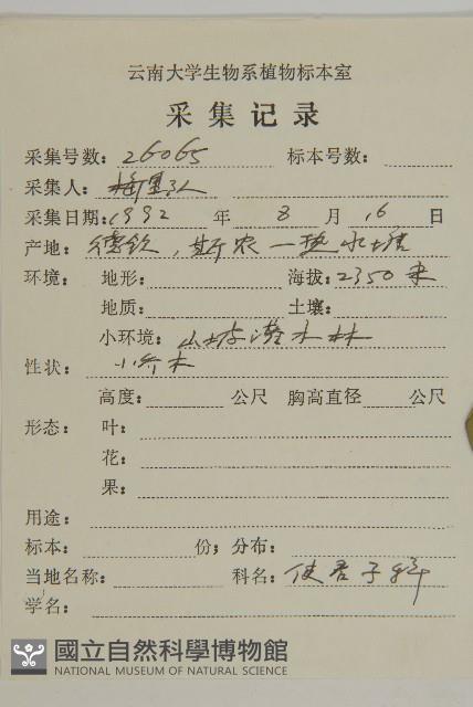 毛葉欖仁藏品圖，第2張