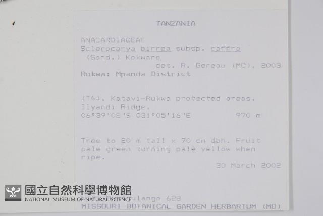 伯爾硬胡桃、酒樹藏品圖，第2張