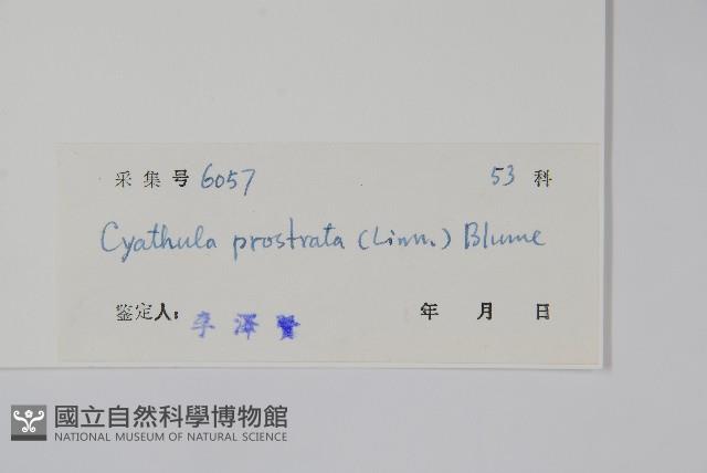 假川牛膝藏品圖，第2張