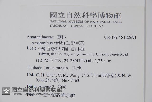 野莧菜藏品圖，第2張