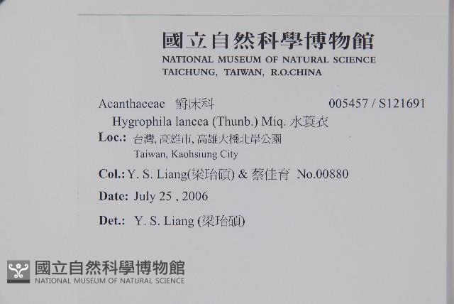 水蓑衣藏品圖，第2張