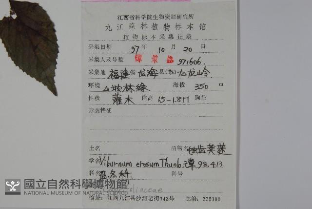 松田氏莢迷、宜昌莢迷藏品圖，第2張