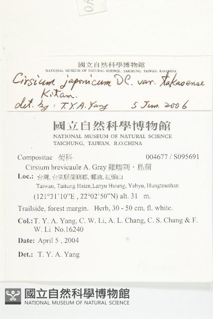 白花小薊藏品圖，第2張