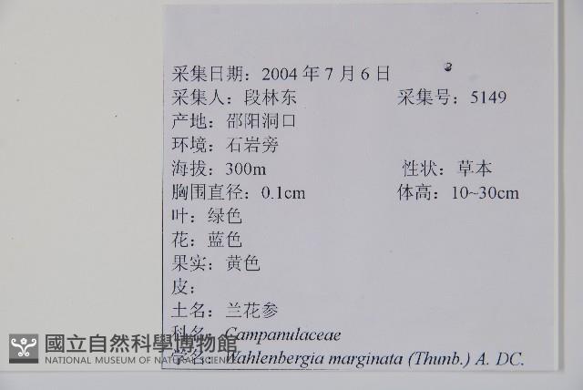 細葉蘭花參藏品圖，第2張