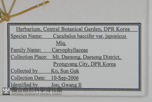 狗筋蔓藏品圖，第2張