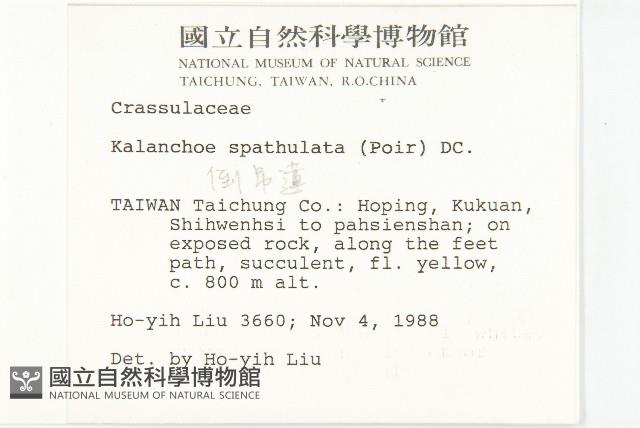 倒吊蓮、匙葉燈籠草藏品圖，第2張