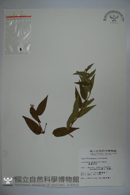 阿里山忍冬、漸尖葉忍冬藏品圖，第1張